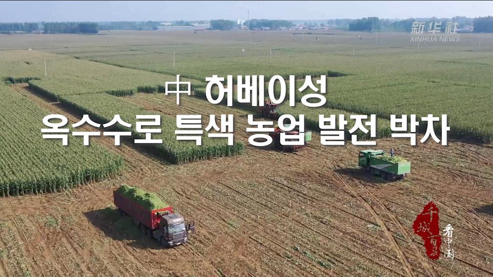 中 허베이성, 옥수수로 특색 농업 발전 박차