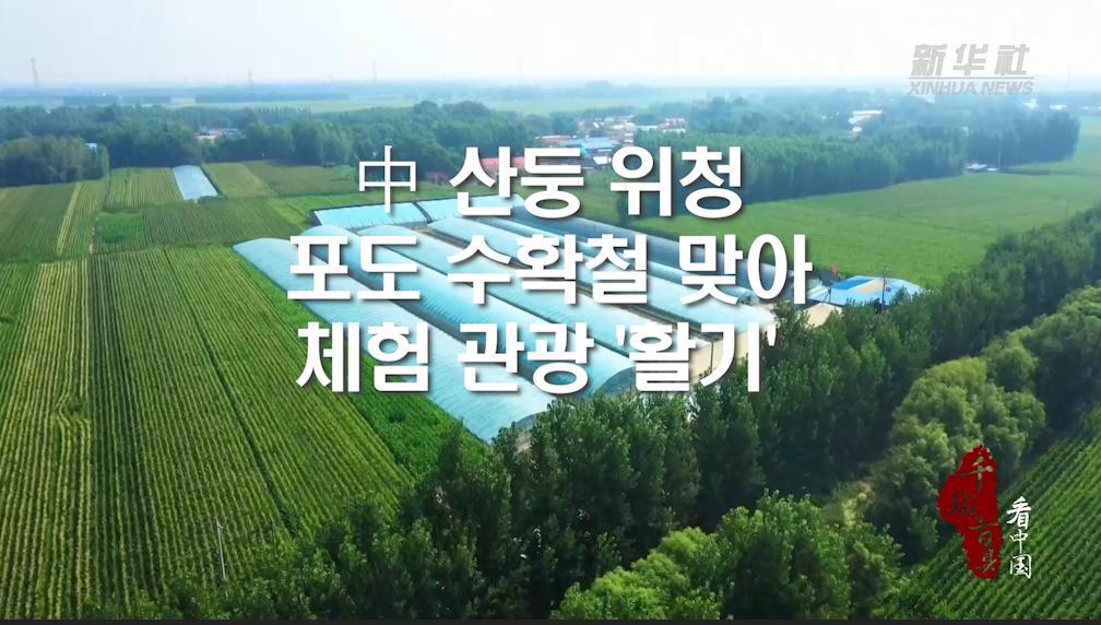 中 산둥 위청, 포도 수확철 맞아 체험 관광 '활기'