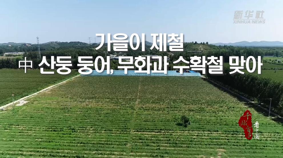 가을이 제철...中 산둥 둥어, 무화과 수확철 맞아