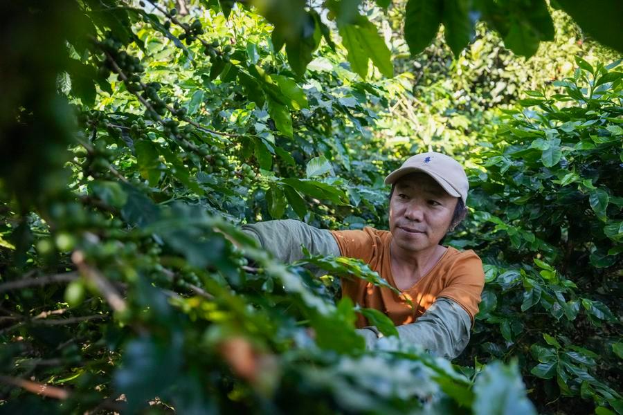 지난달 23일 윈난(雲南)성 린창(臨滄)시 시구이(昔歸) 커피농장에서 커피 열매의 성장 상태를 살펴보는 관리인. (사진/신화통신)