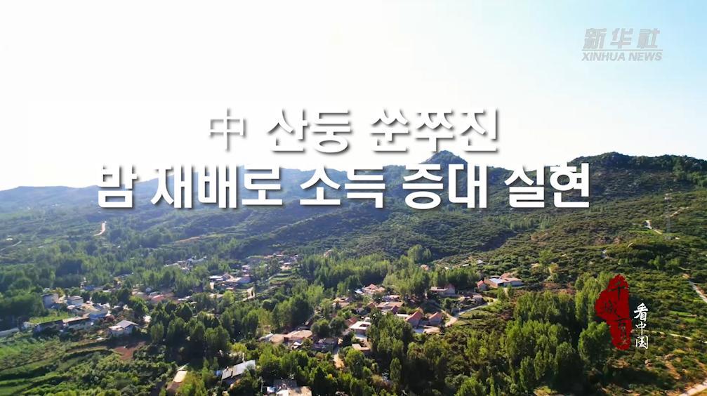 中 산둥 쑨쭈진, 밤 재배로 소득 증대 실현