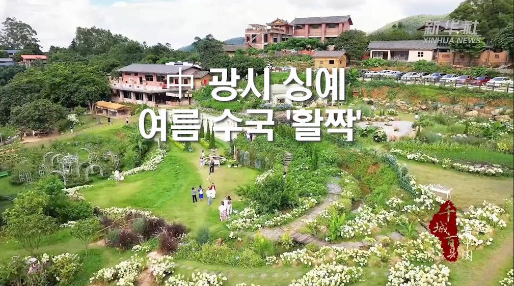 中 광시 싱예, 여름 수국 '활짝'