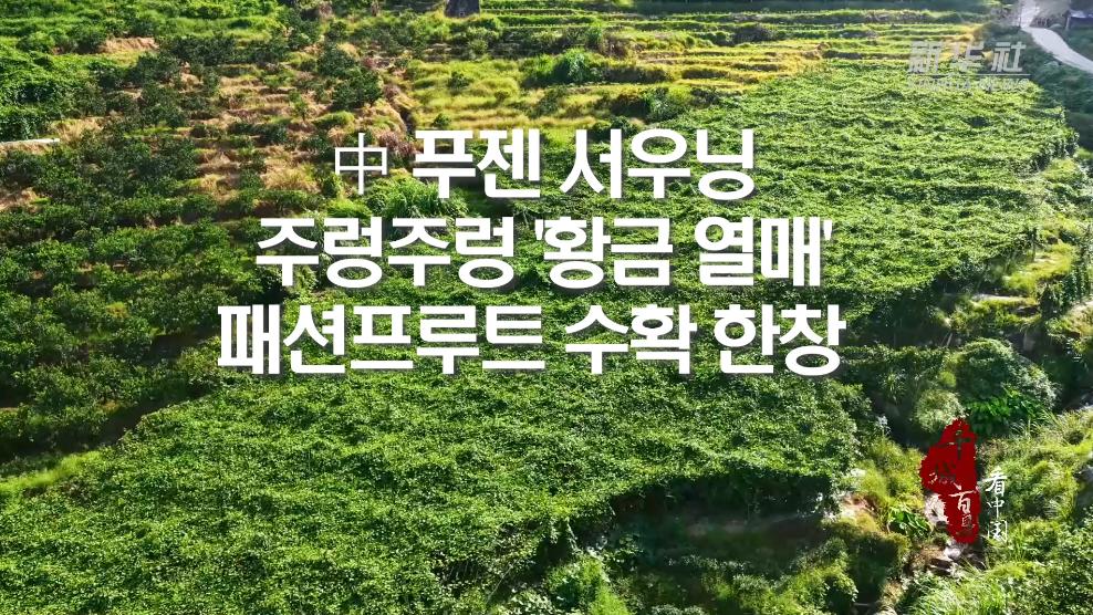 中 푸젠 서우닝, 주렁주렁 '황금 열매'...패션프루트 수확 한창