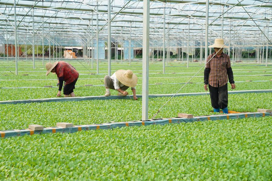 15일 자위현 진룬(金潤)농업채소육묘센터에서 작업자들이 배추 모종을 솎아내고 있다. (사진/신화통신)
