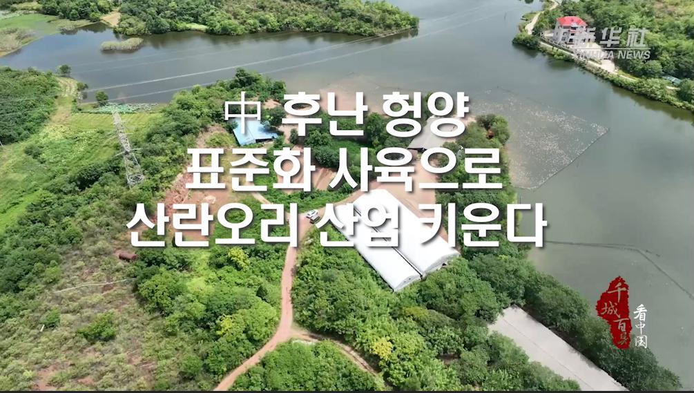 中 후난 헝양, 표준화 사육으로 산란오리 산업 키운다