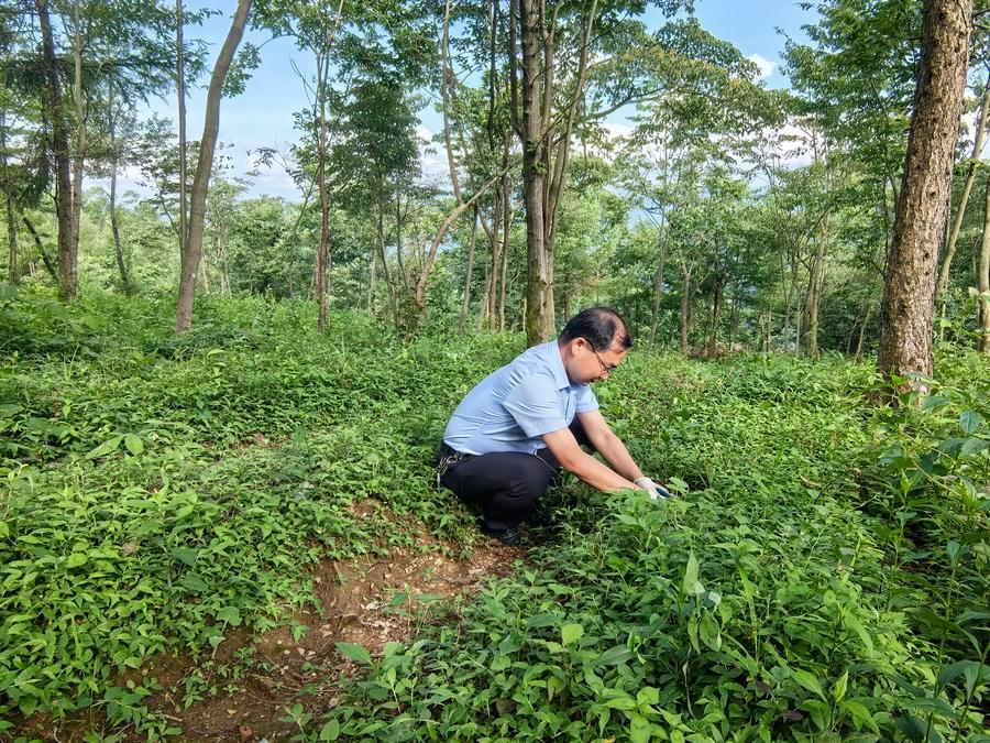 쌍쯔양(桑子陽) 후베이(湖北)성 우펑(五峰)투자(土家)족자치현 임업과학연구소 소장이 중약재의 생장 상태를 살펴보고 있다. (사진/신화통신)