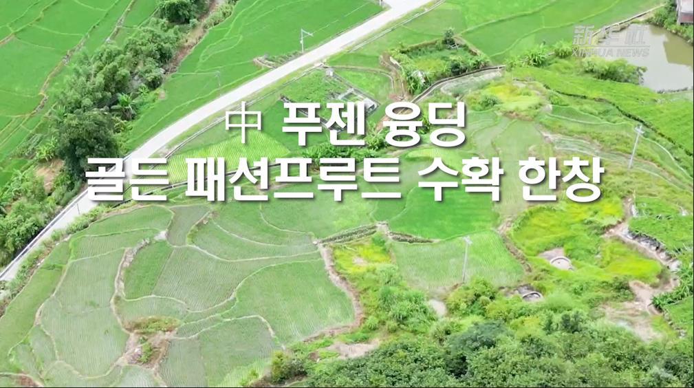 中 푸젠 융딩, 골든 패션프루트 수확 한창