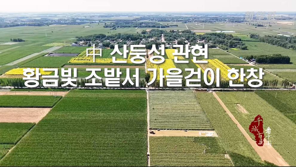中 산둥성 관현, 황금빛 조밭서 가을걷이 한창