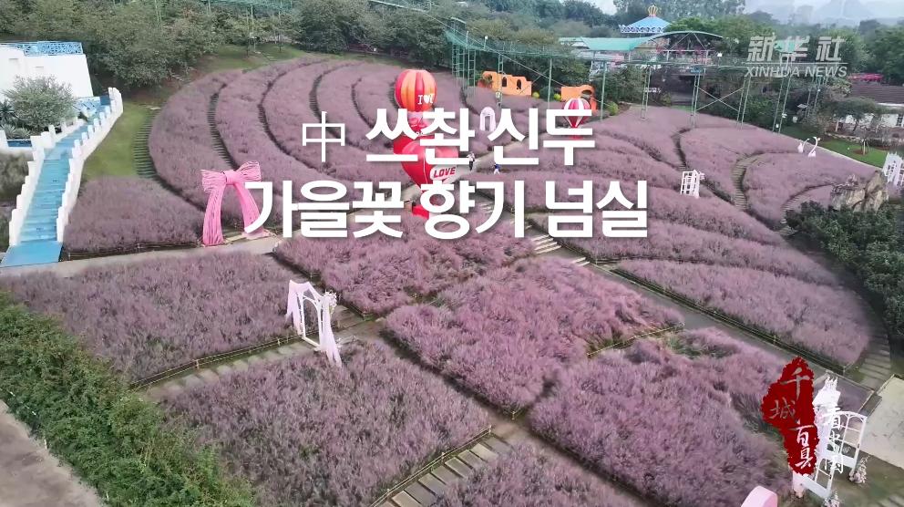 中 쓰촨 신두, 가을꽃 향기 넘실