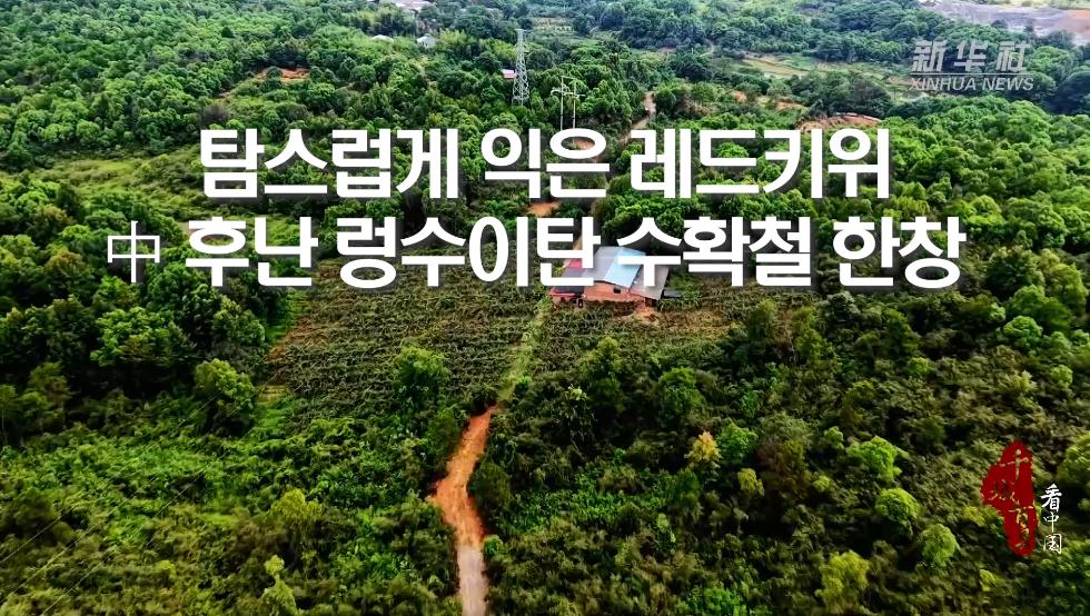 탐스럽게 익은 레드키위...中 후난 렁수이탄 수확철 한창