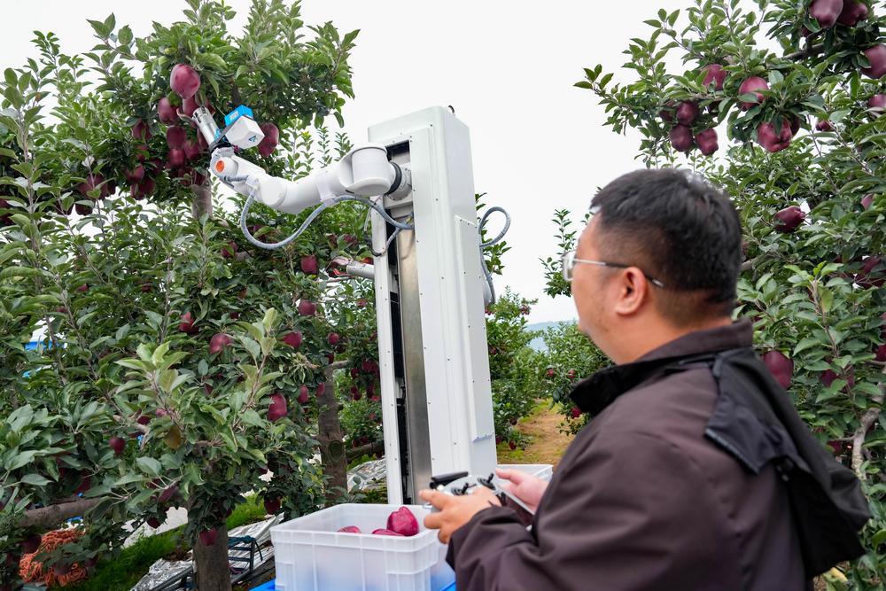 조심조심 사과 따는 中 수확 로봇