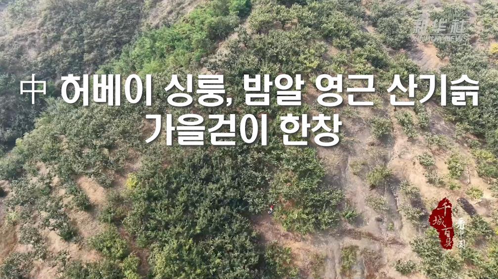中 허베이 싱룽, 밤알 영근 산기슭...가을걷이 한창