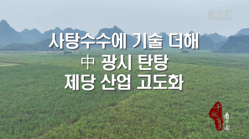 사탕수수에 기술 더해...中 광시 탄탕, 제당 산업 고도화